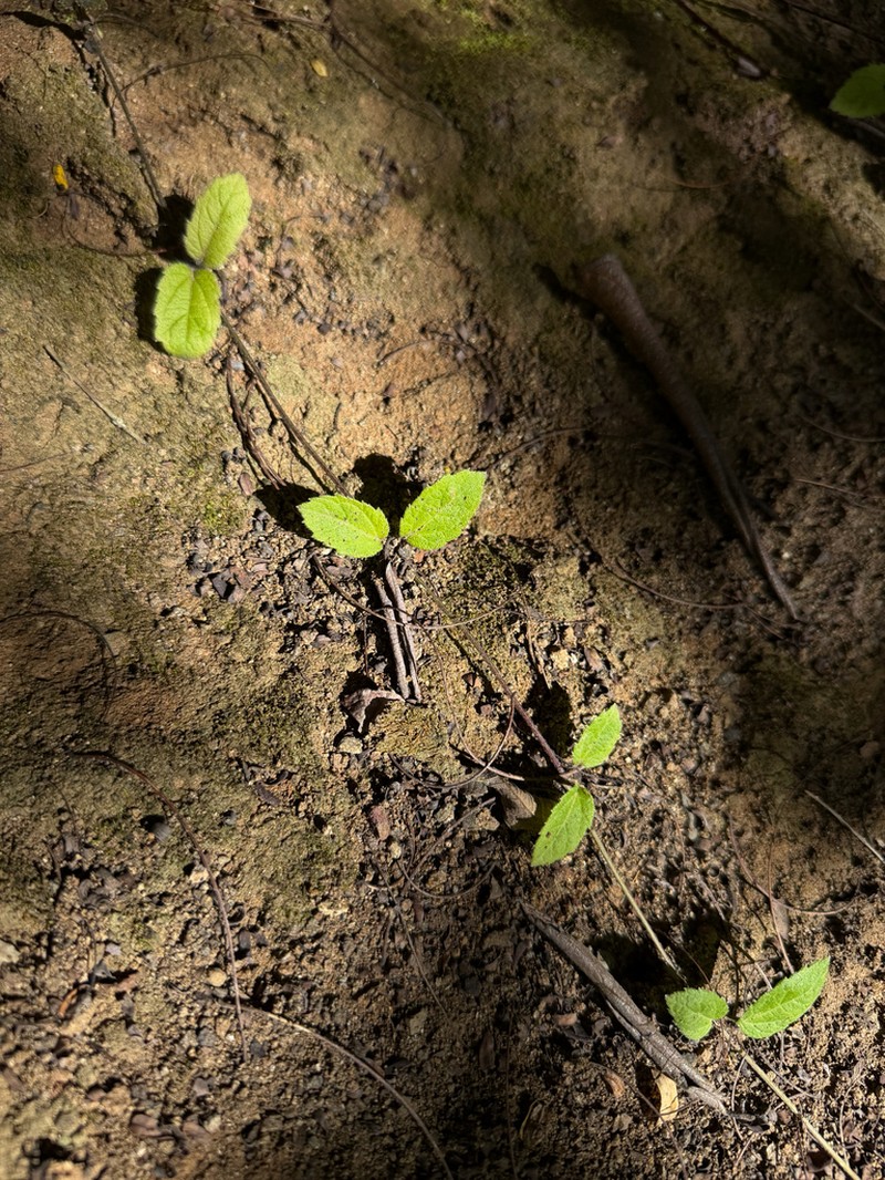 Manazanilla Del Monte