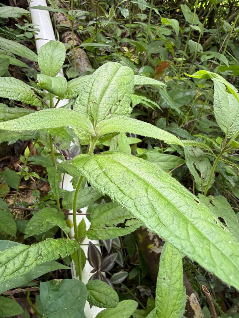 Manazanilla Del Monte photo 3