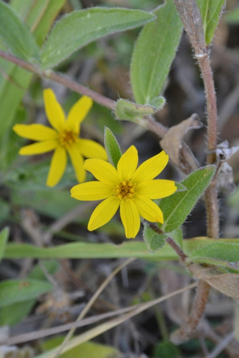 Wedelia riedelii