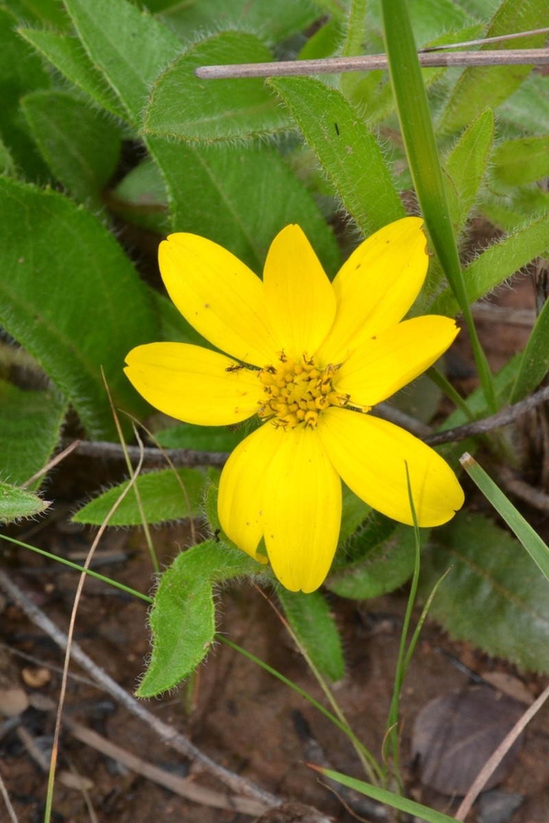Wedelia riedelii photo 2