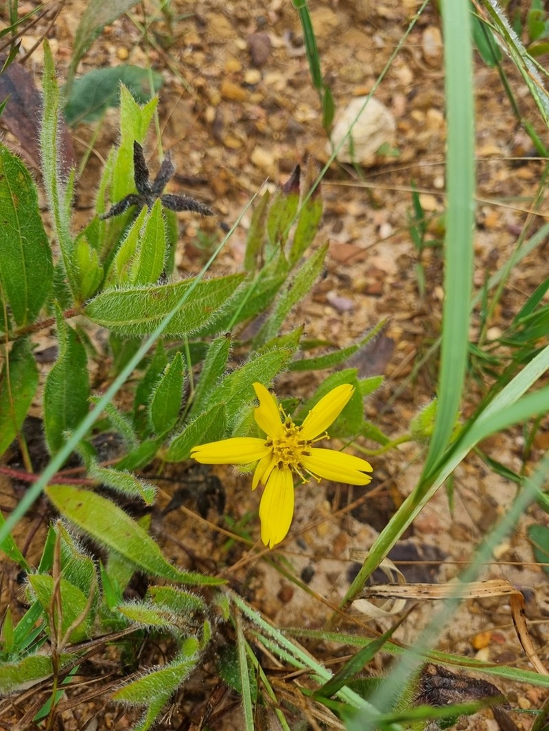 Wedelia riedelii photo 3