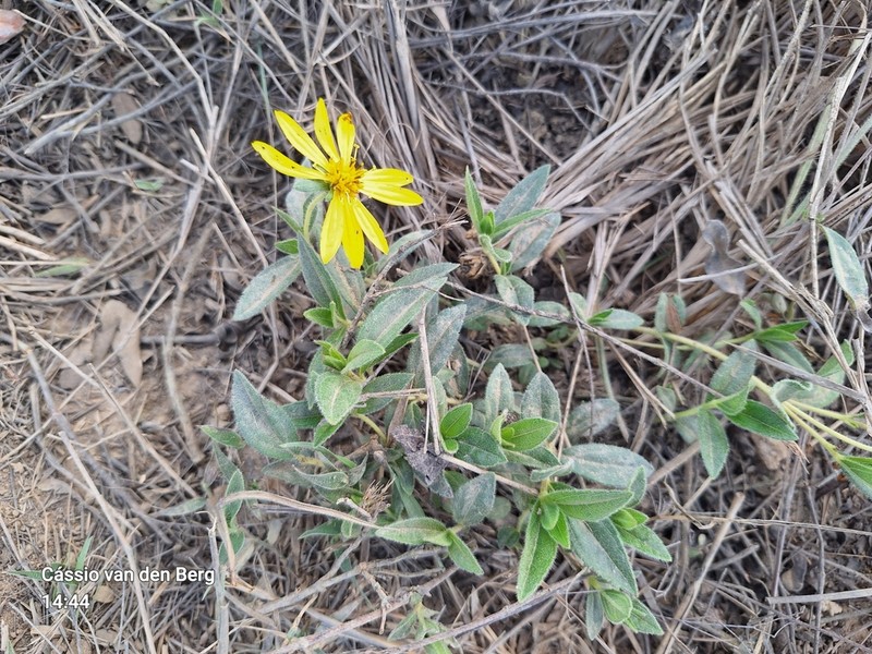 Wedelia riedelii photo 4