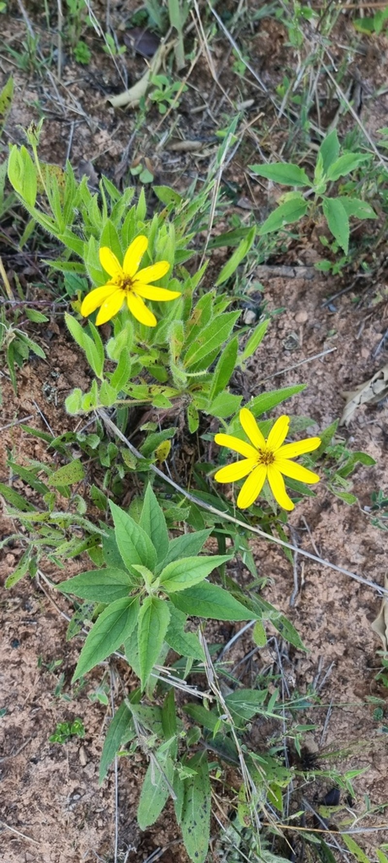 Wedelia riedelii photo 5