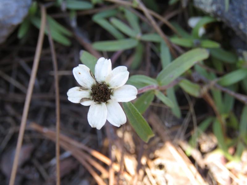 Wedelia rosei photo 2
