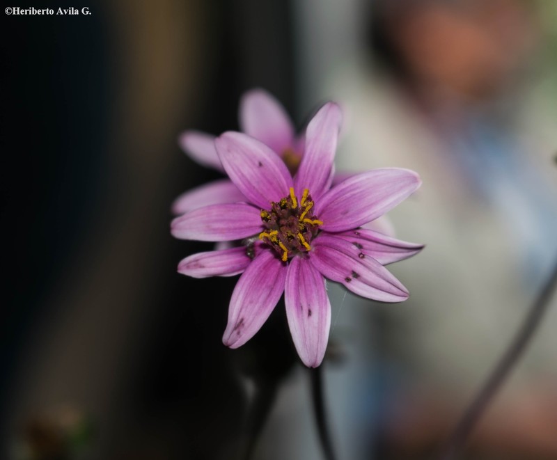 Wedelia rosei photo 3