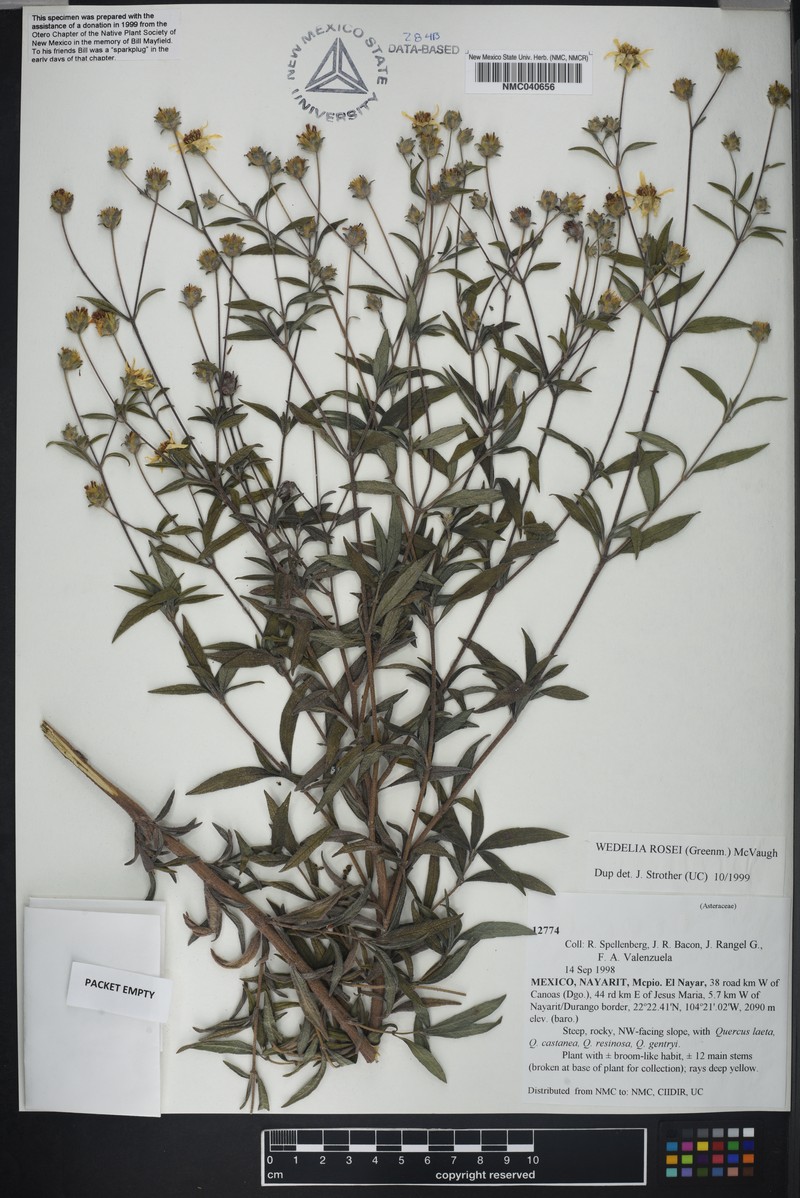 Wedelia rosei photo 4