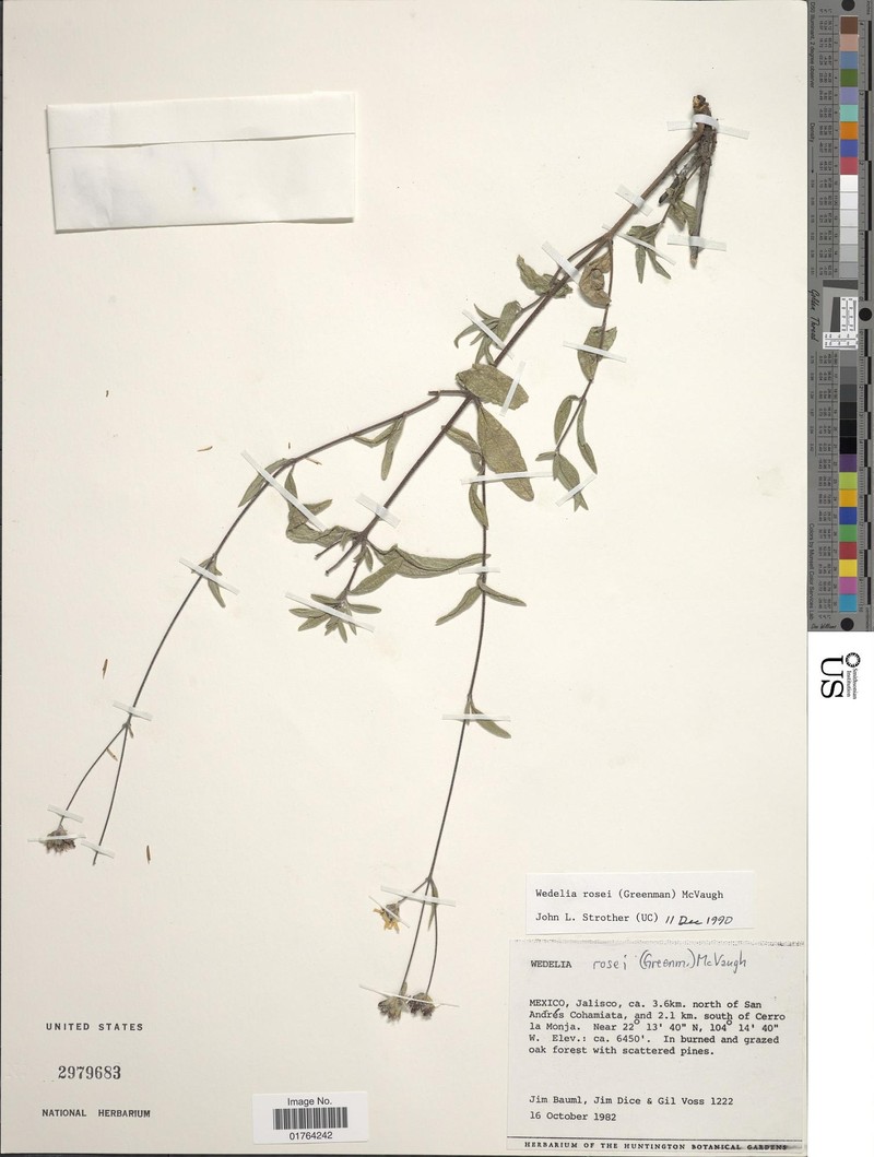 Wedelia rosei photo 5