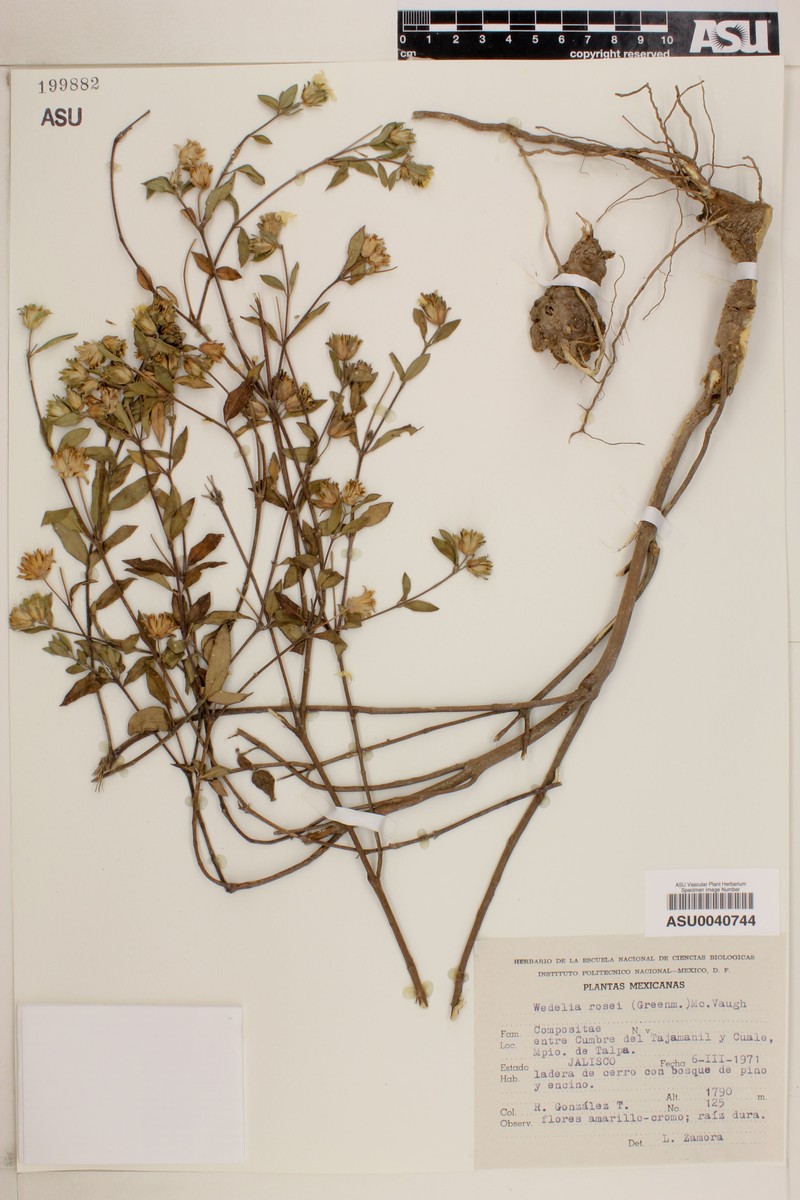 Wedelia rosei photo 6