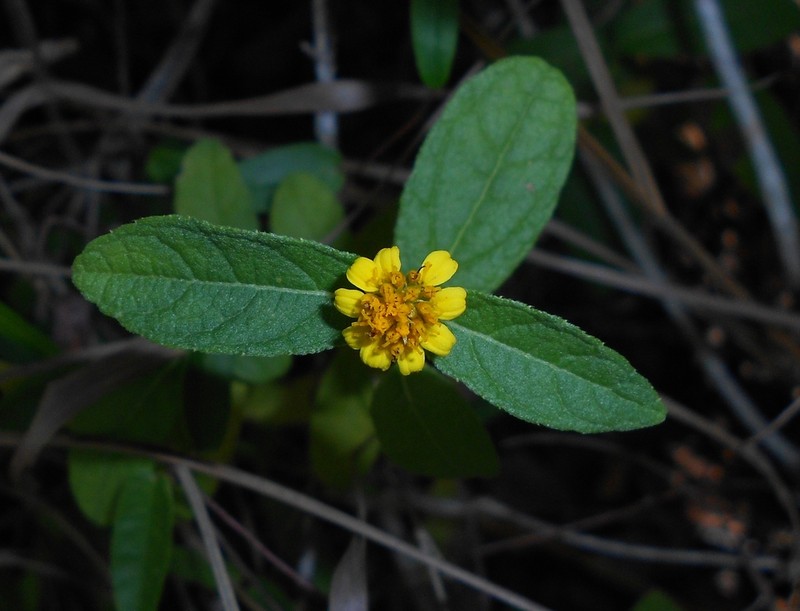 Wedelia rugosa