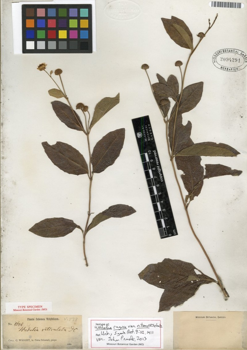 Wedelia rugosa var. nitens