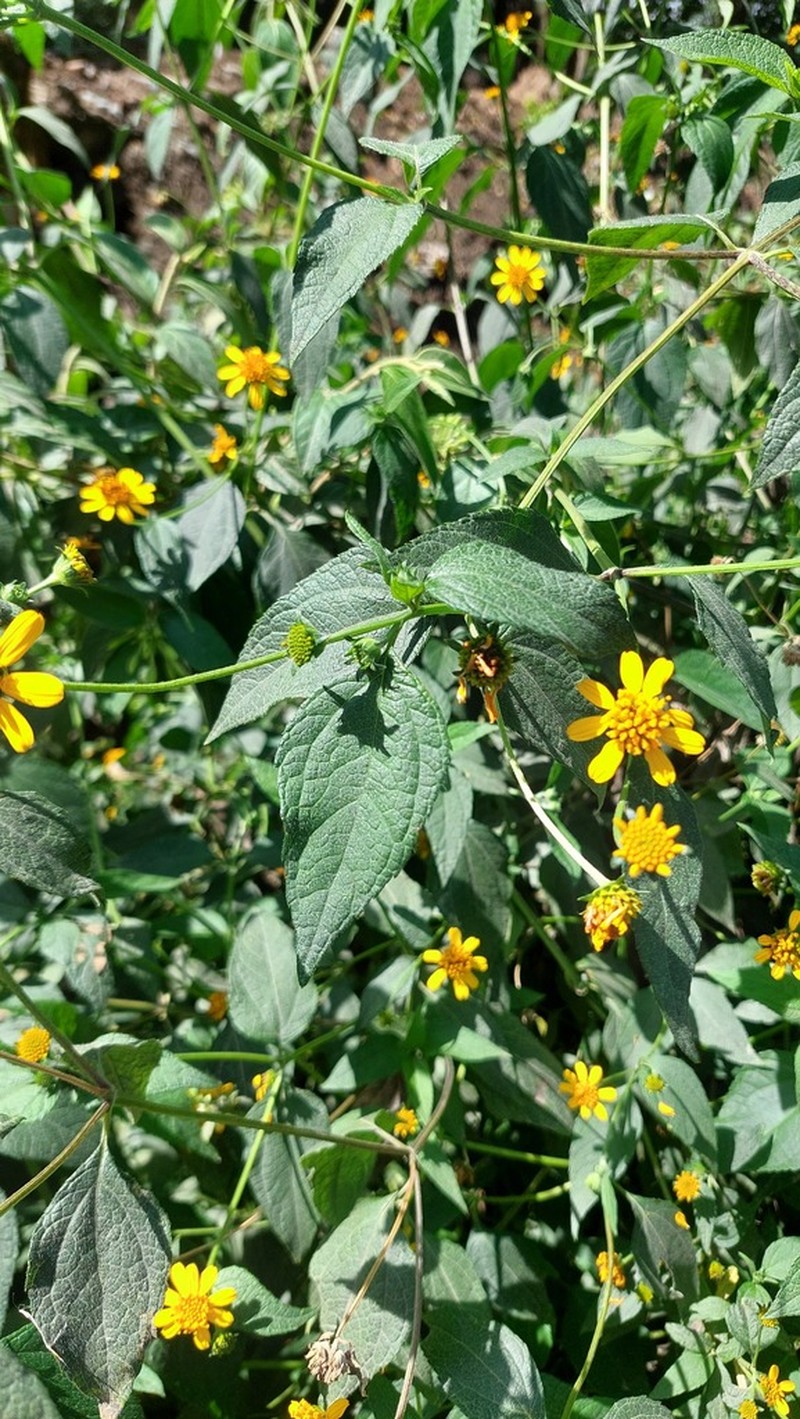 Wedelia saltensis photo 2