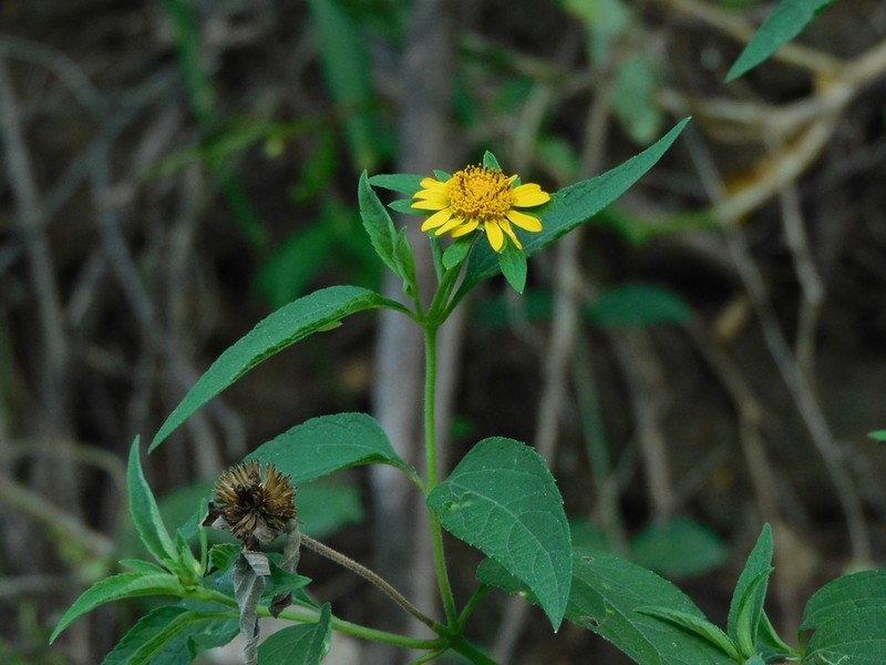 Wedelia saltensis photo 3