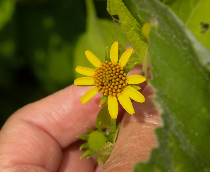 Wedelia saltensis photo 4