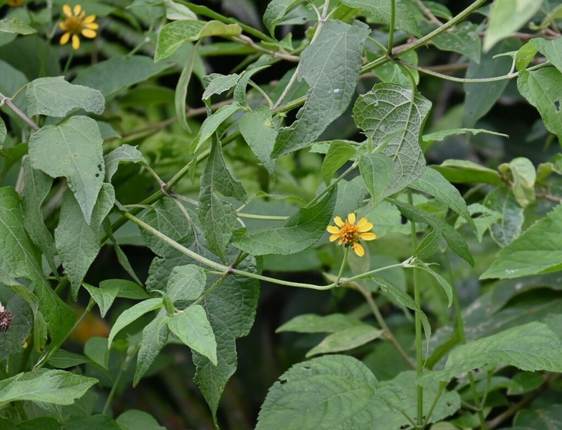 Wedelia saltensis photo 6