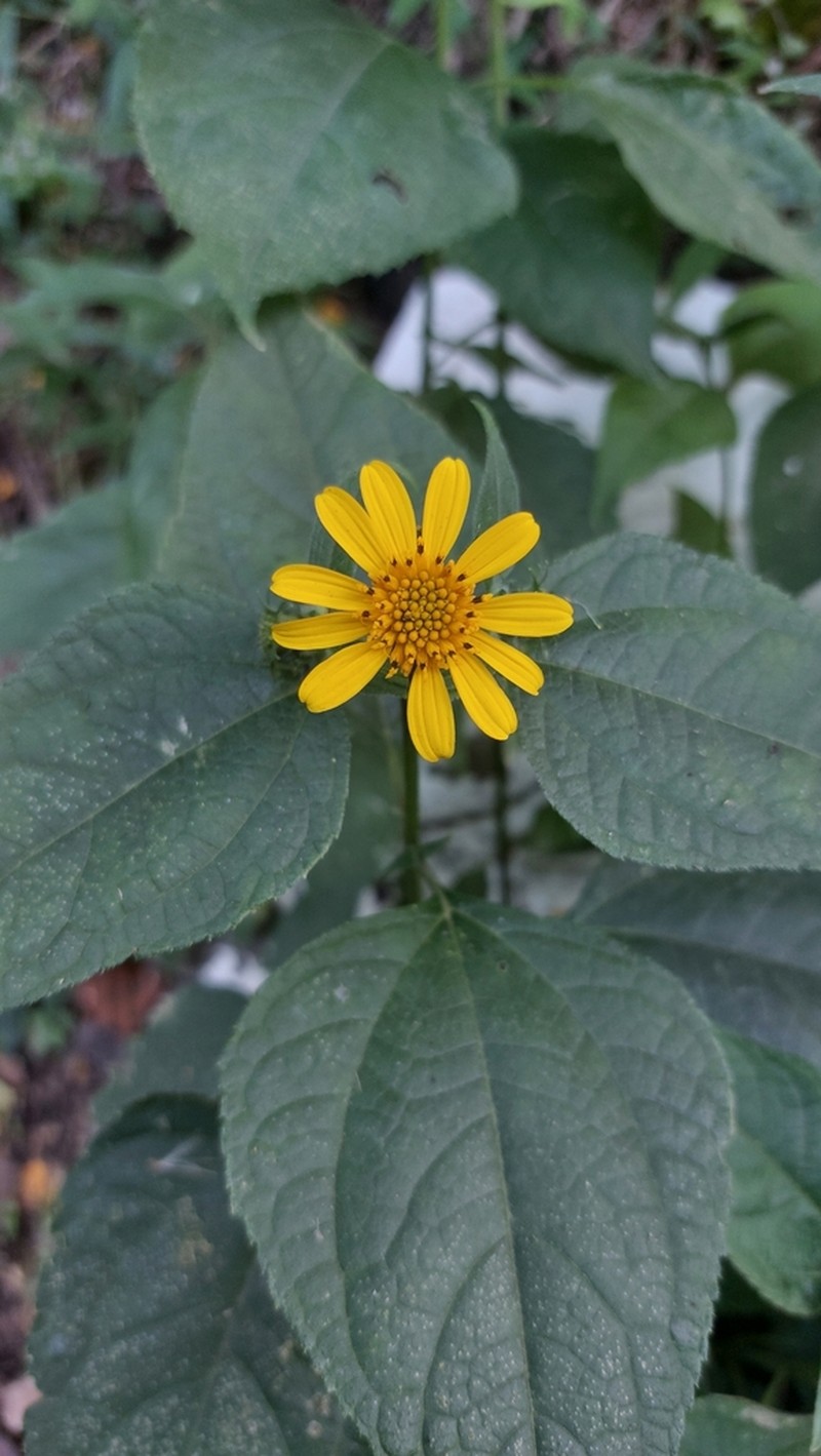 Wedelia saltensis photo 7