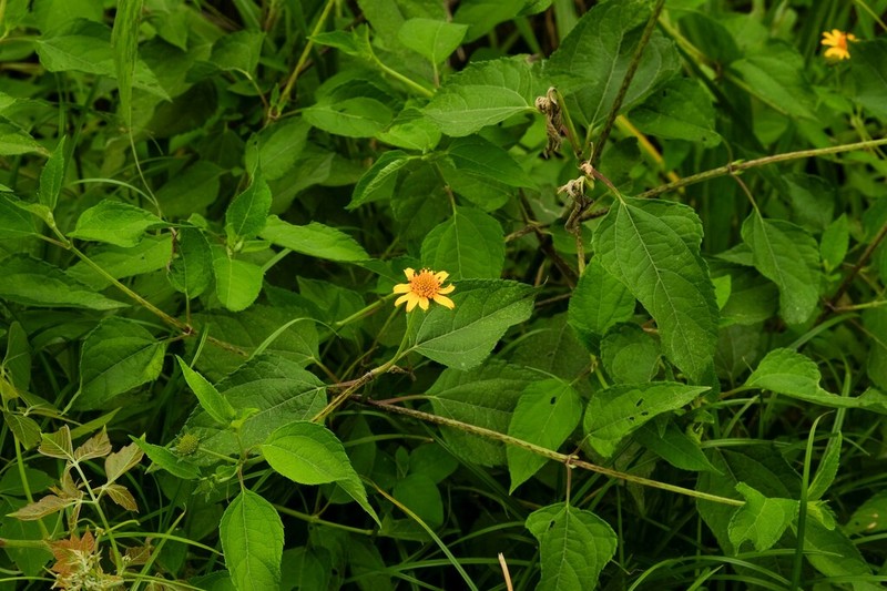 Wedelia saltensis photo 8