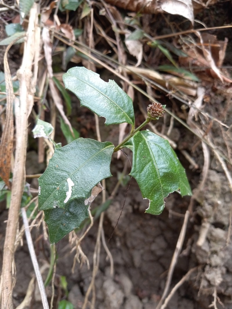 Wedelia serrata