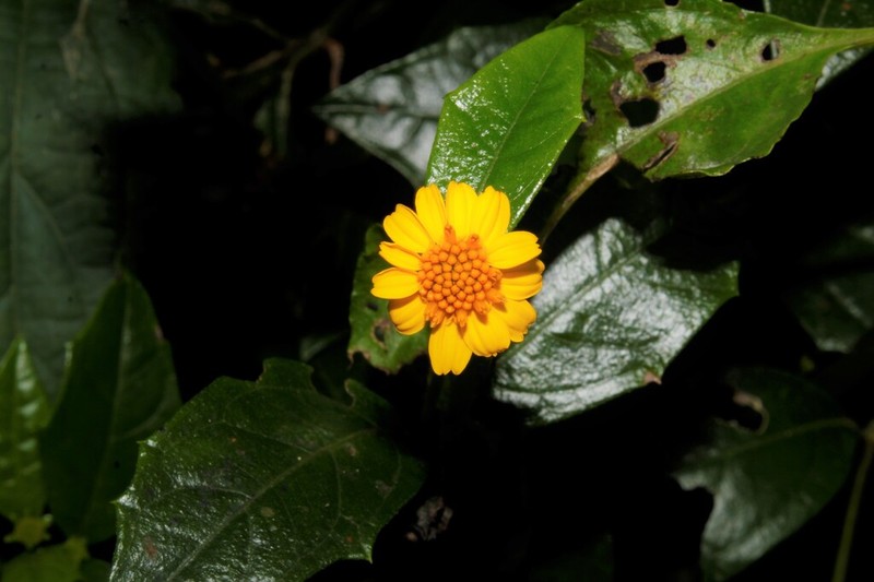Wedelia serrata photo 2