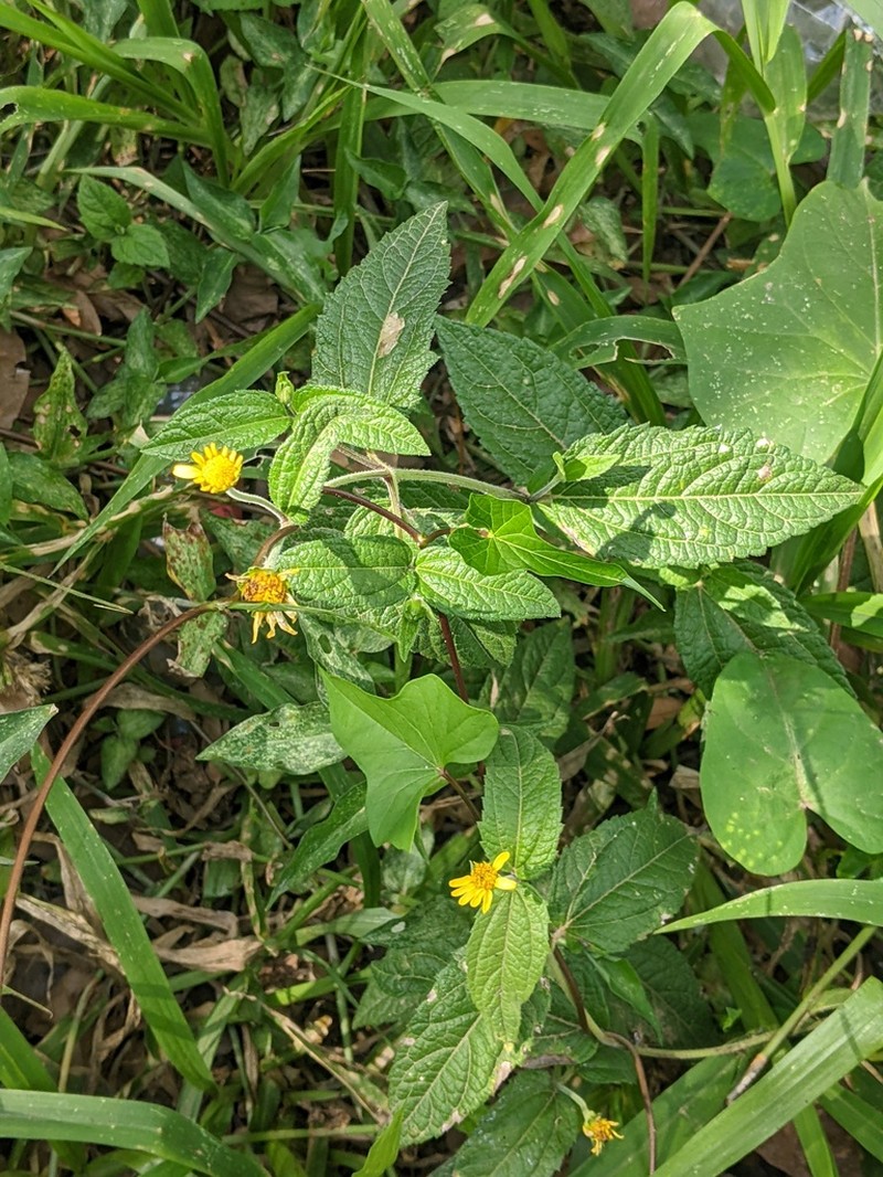 Wedelia serrata photo 3