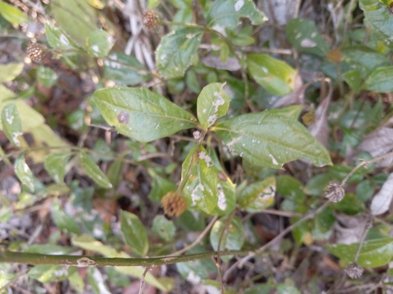 Wedelia serrata photo 4