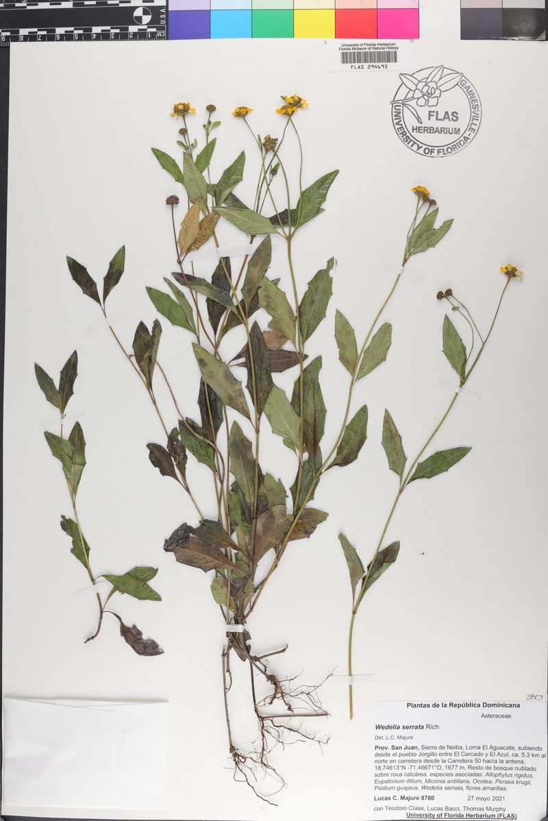 Wedelia serrata photo 6