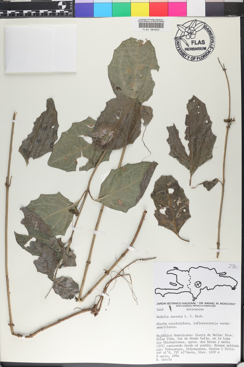 Wedelia serrata photo 8