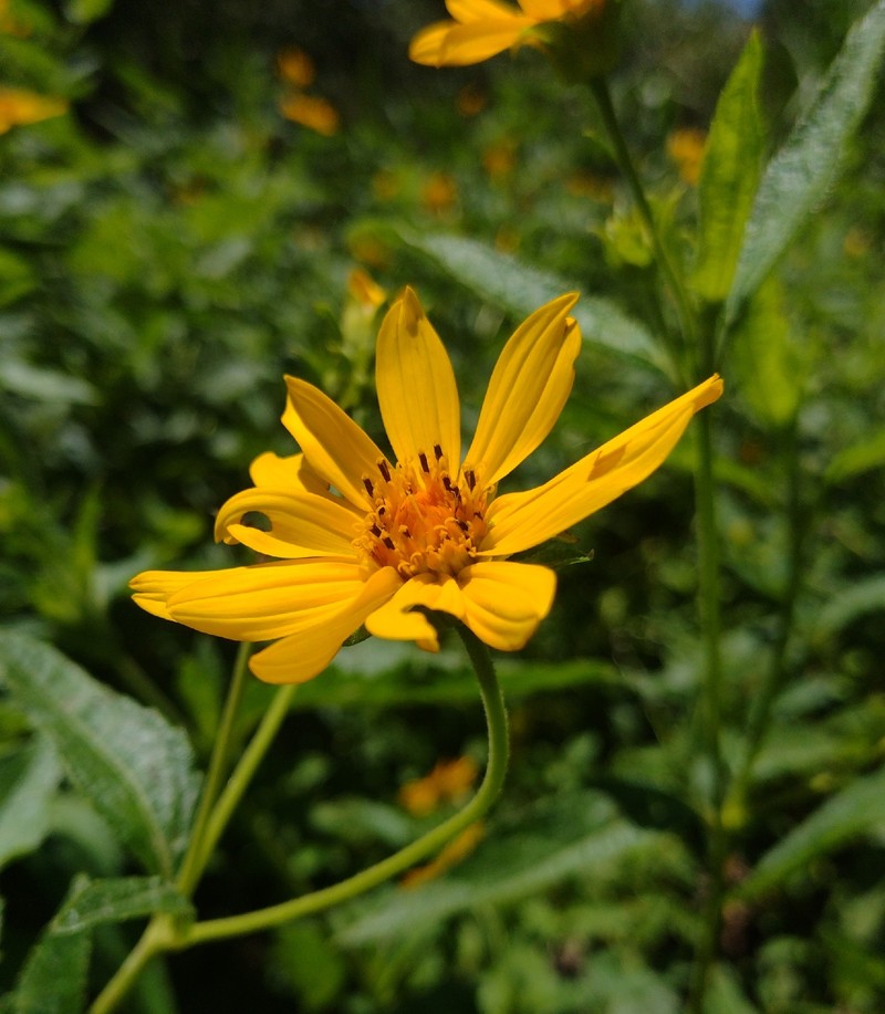Wedelia silphioides photo 2