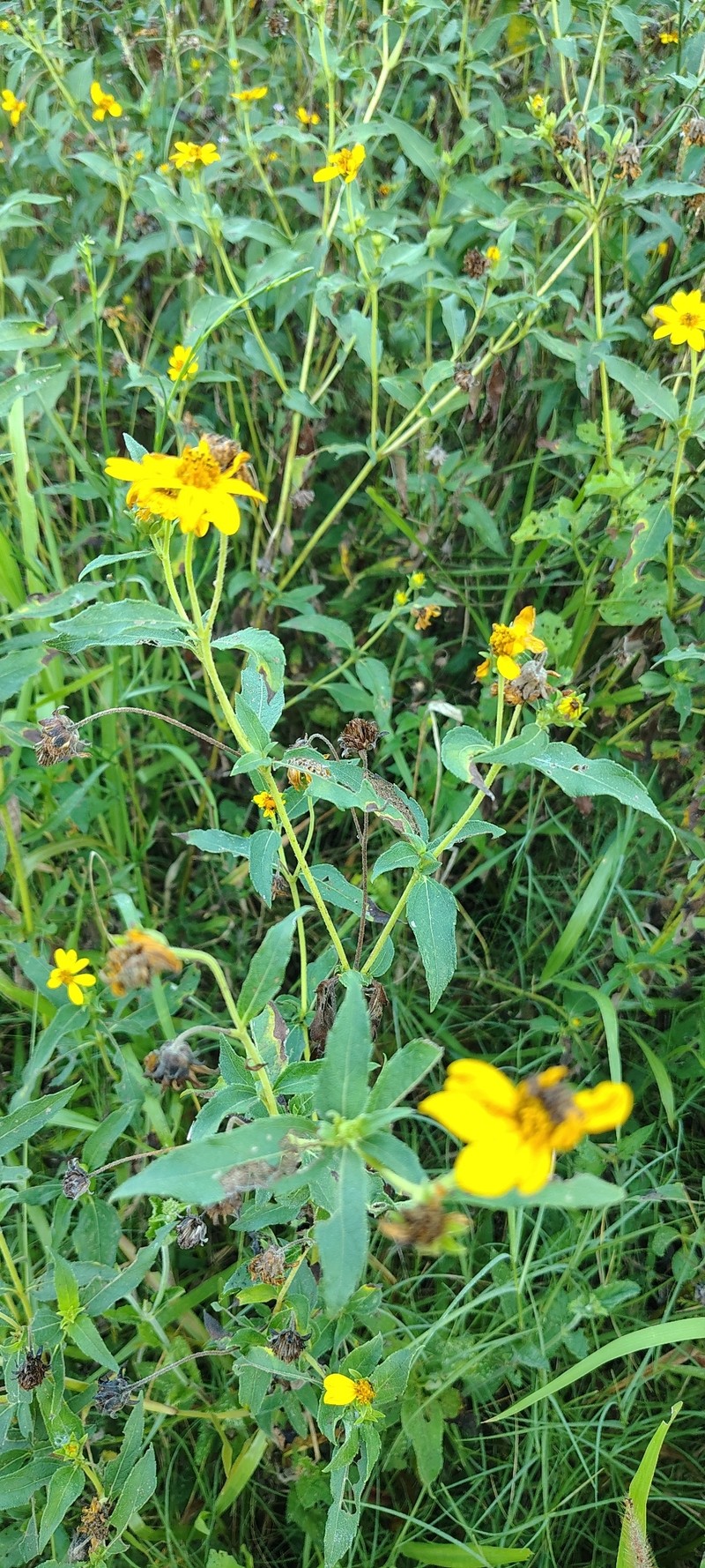 Wedelia silphioides photo 3