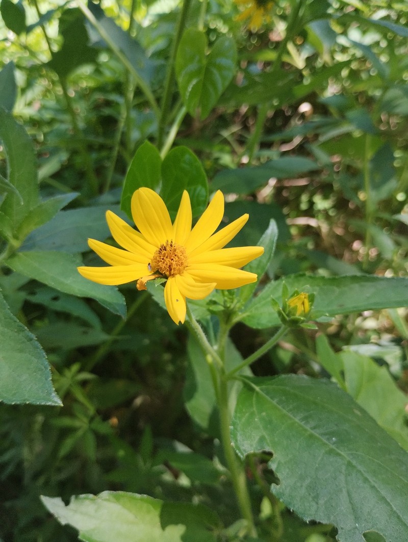 Wedelia silphioides photo 4