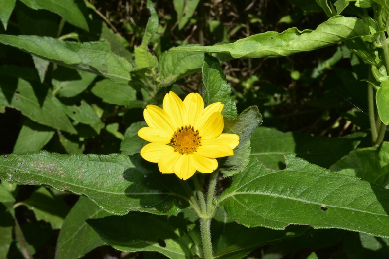 Wedelia silphioides photo 5
