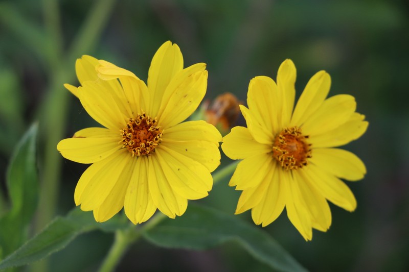 Wedelia silphioides
