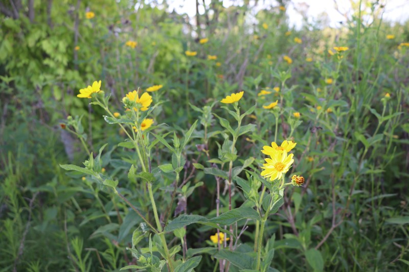 Wedelia silphioides photo 6