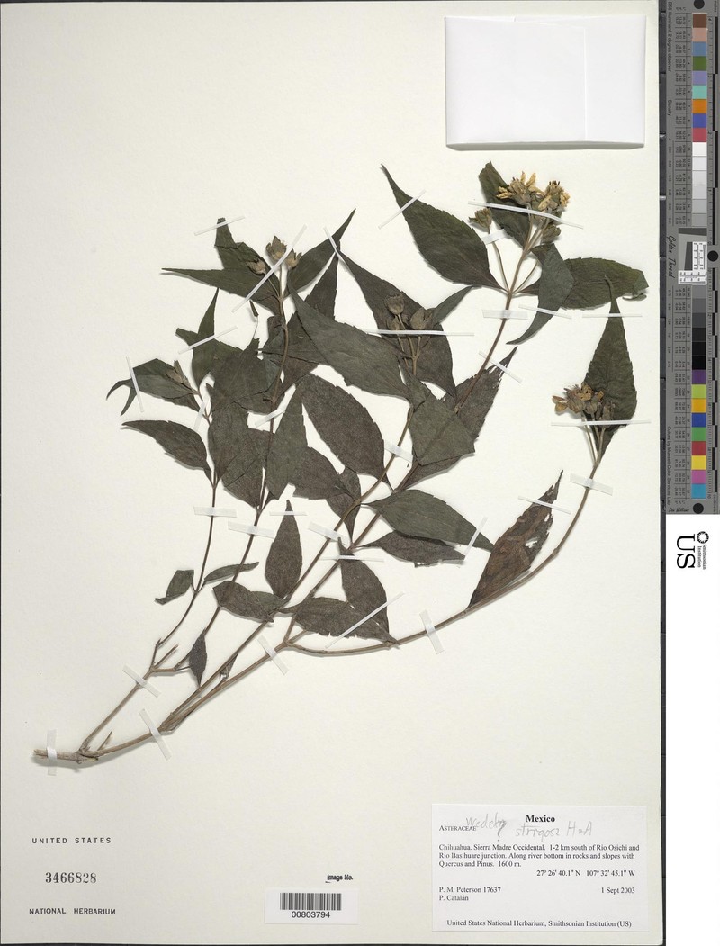 Wedelia strigosa