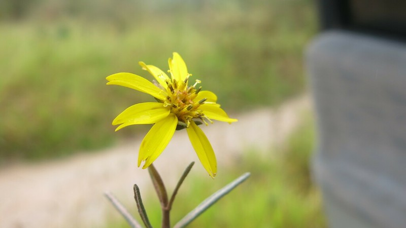 Wedelia subalpestris