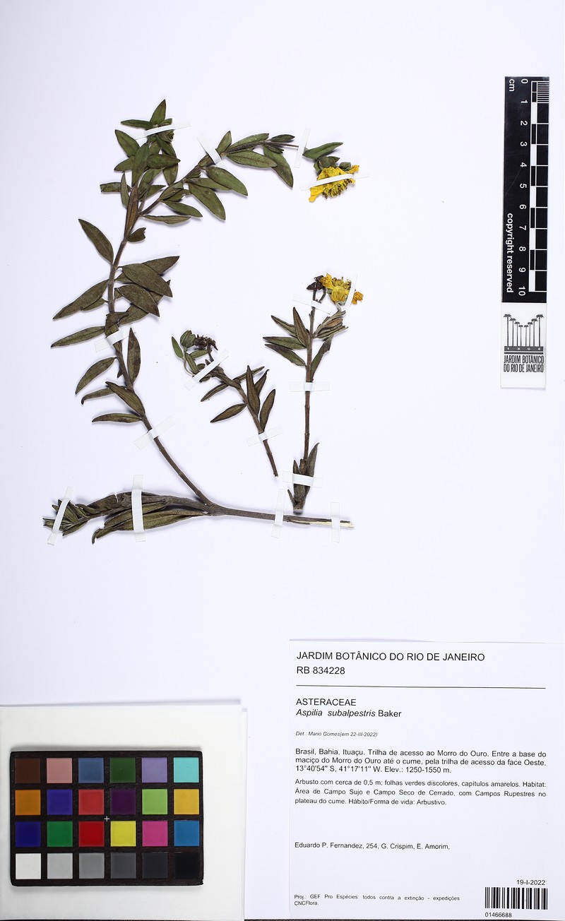 Wedelia subalpestris photo 2