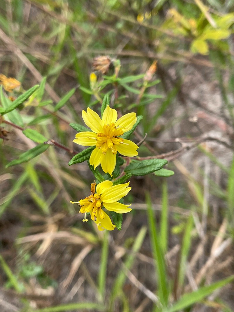 Wedelia subpetiolata