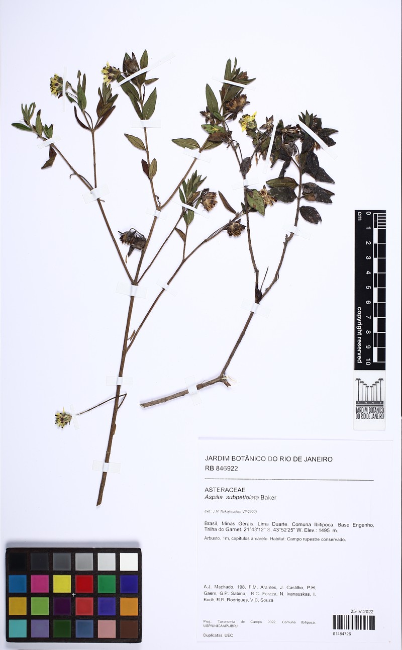 Wedelia subpetiolata photo 2