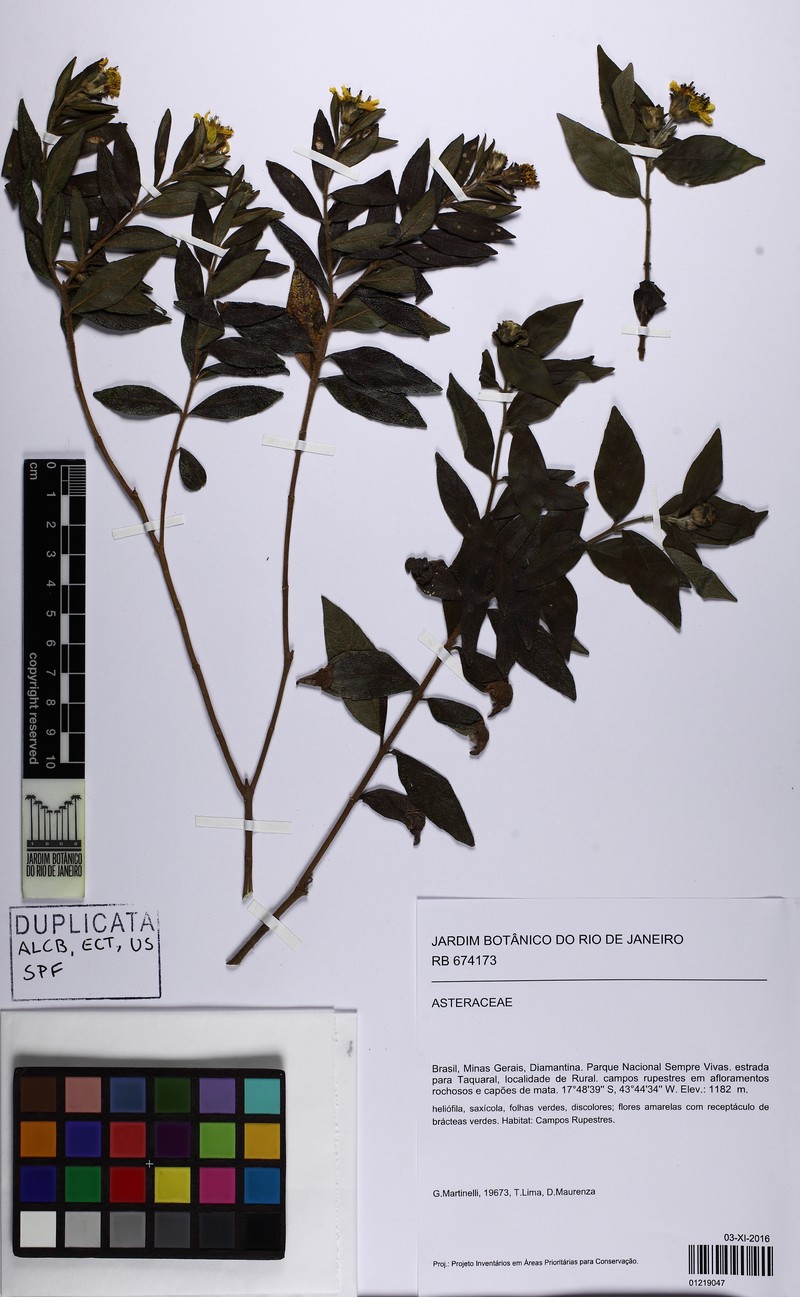 Wedelia subpetiolata photo 3