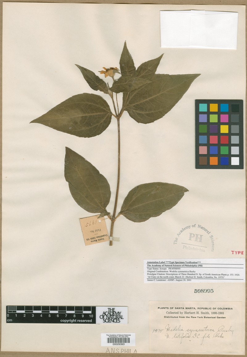Wedelia symmetrica
