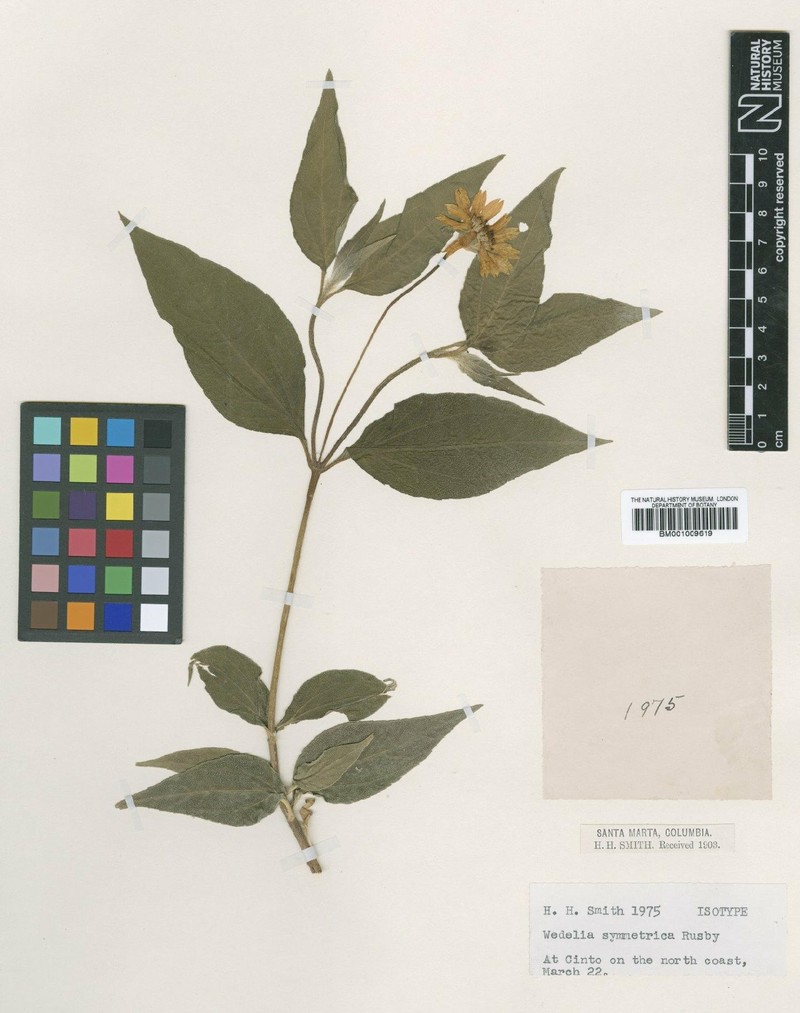 Wedelia symmetrica photo 2