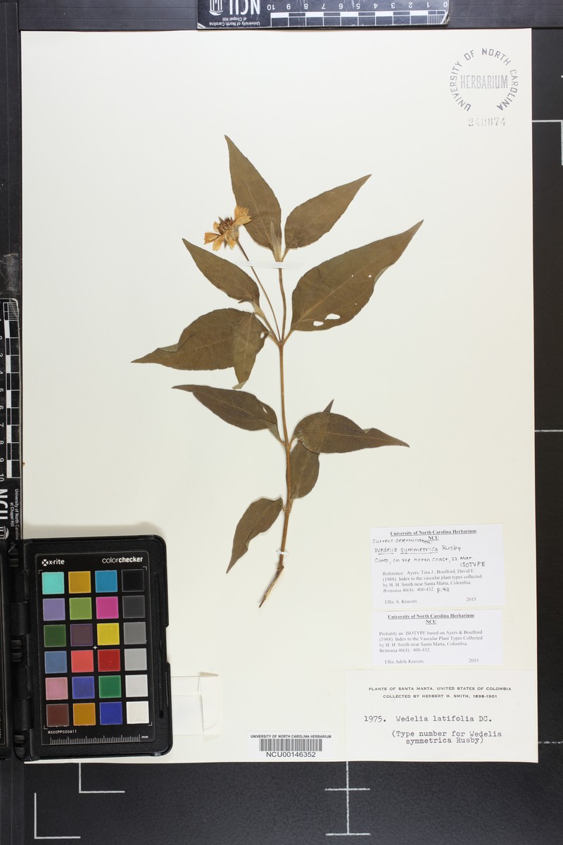 Wedelia symmetrica photo 3