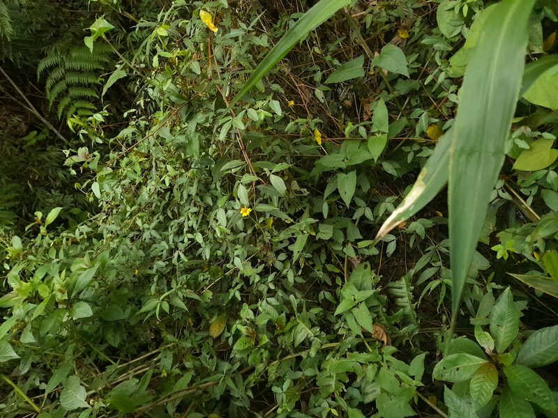 Wedelia tambilloana
