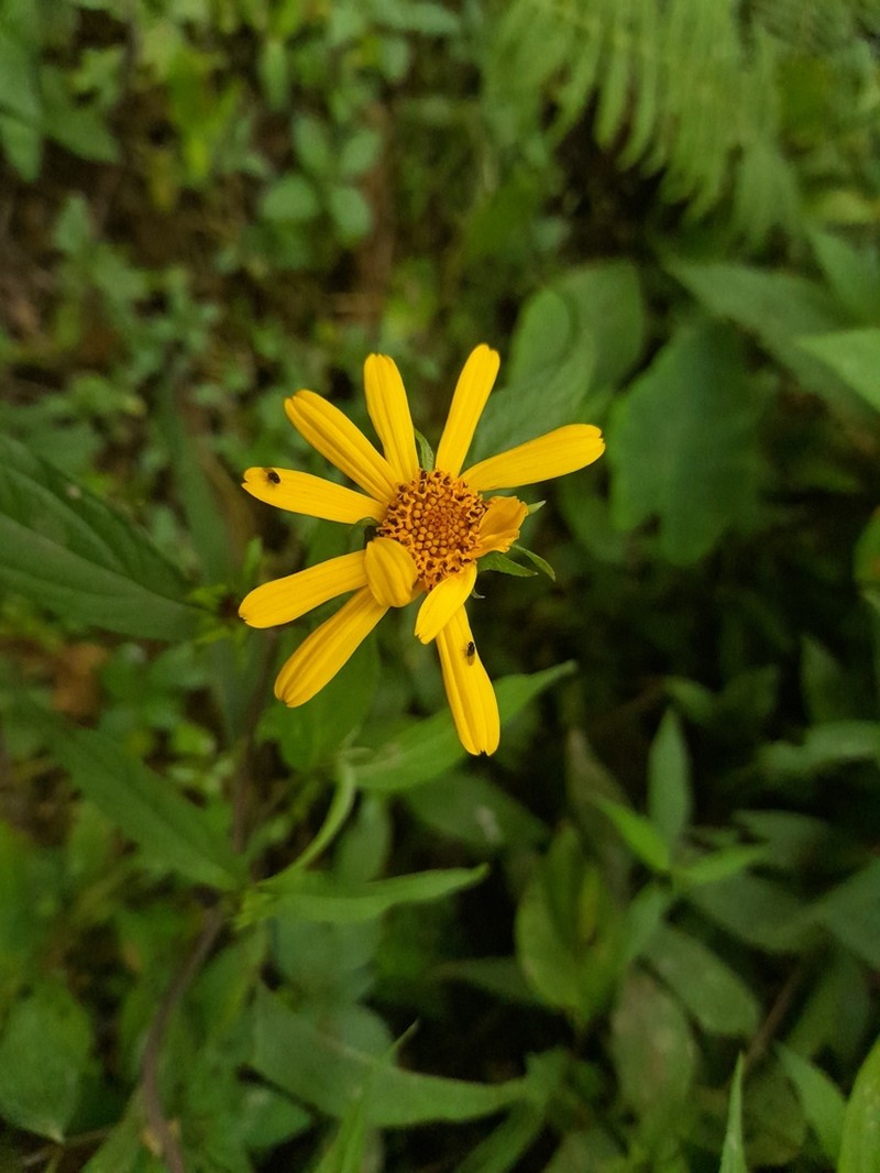 Wedelia tambilloana photo 2