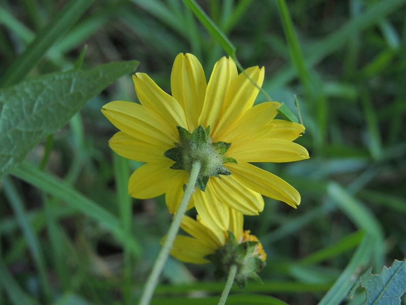 Wedelia tambilloana photo 3