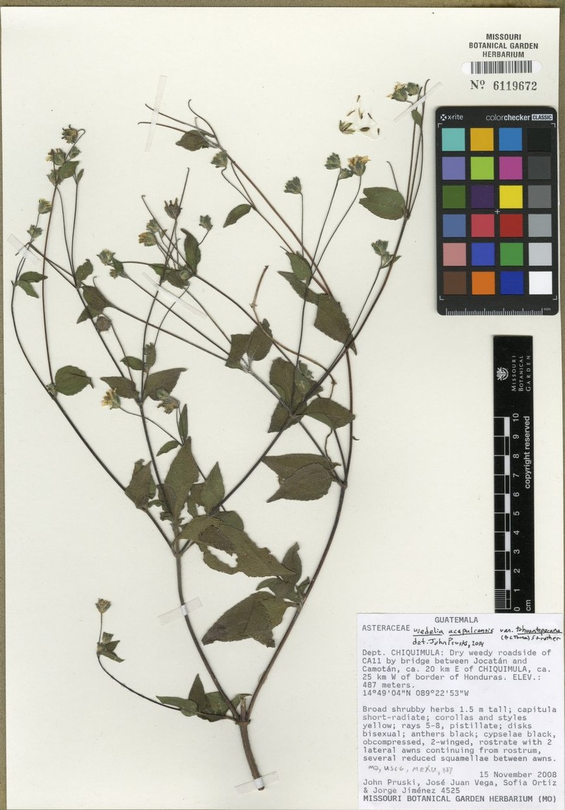 Wedelia tehuantepecana