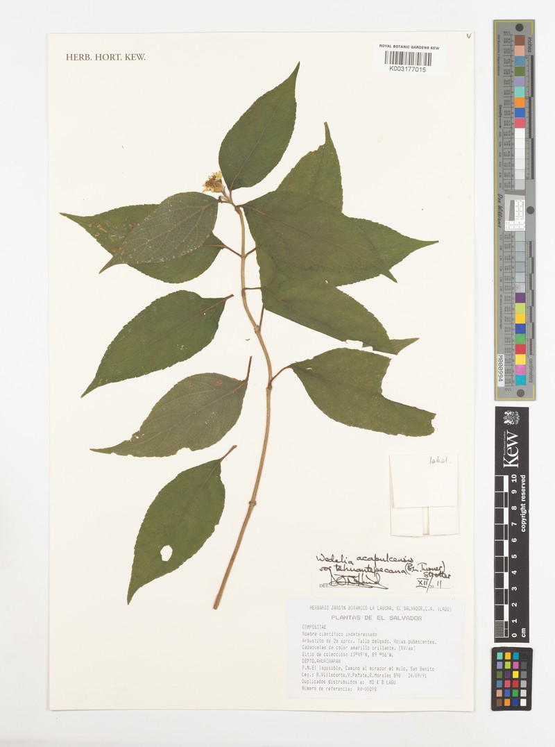 Wedelia tehuantepecana photo 2