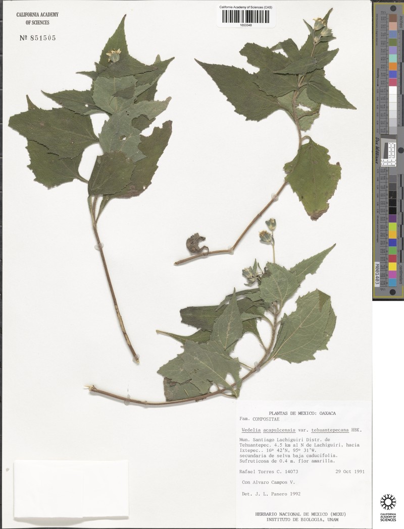Wedelia tehuantepecana photo 3