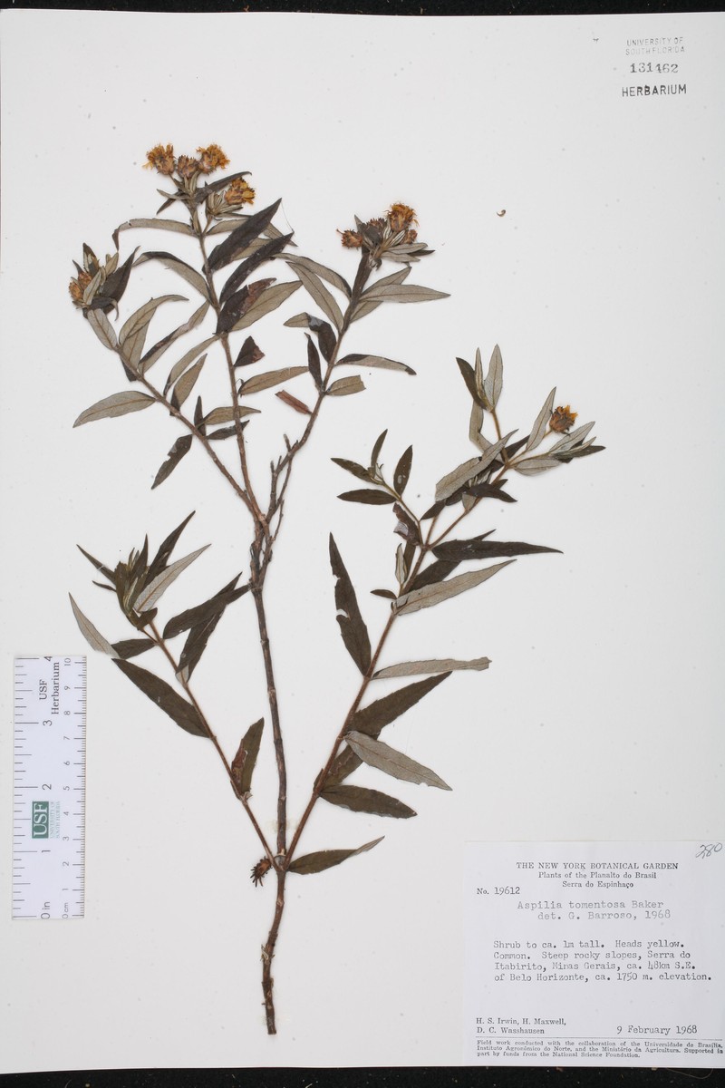Wedelia tomentosa
