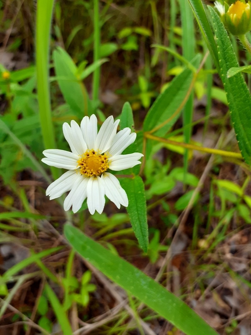 Wedelia trichostephia