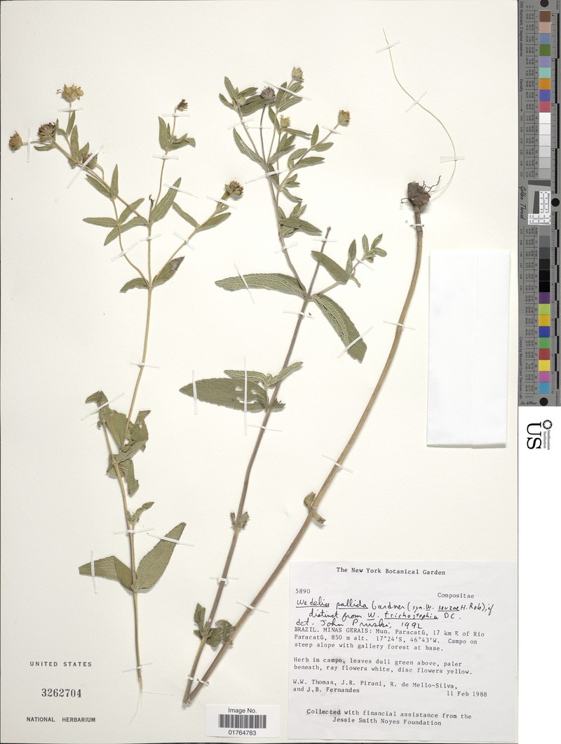 Wedelia trichostephia photo 4